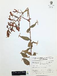 Cuphea hookeriana image
