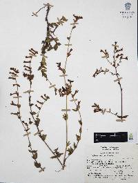Cuphea aequipetala image