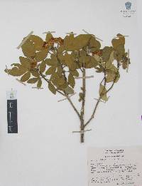 Choisya ternata image