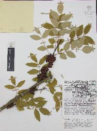 Zanthoxylum americanum image