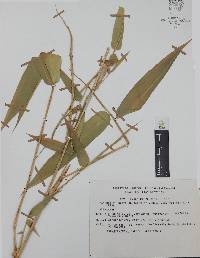 Bambusa vulgaris image