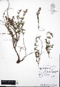 Cuphea aequipetala image