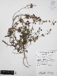 Cuphea aequipetala image