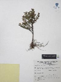 Cuphea hyssopifolia image