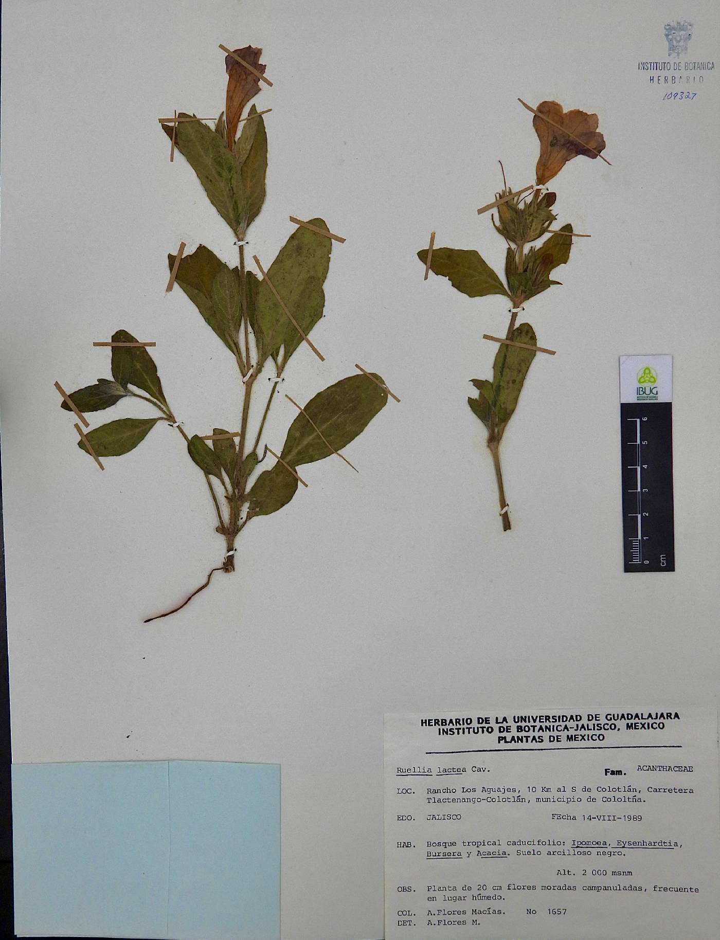 Ruellia lactea image