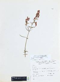 Cuphea hookeriana image