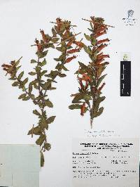 Cuphea micropetala image