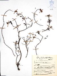 Sedum guadalajaranum image