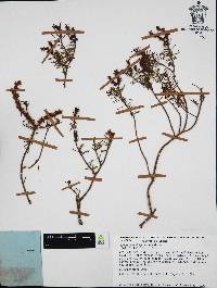 Sedum guadalajaranum image