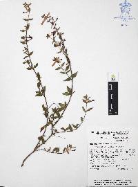 Cuphea aequipetala image