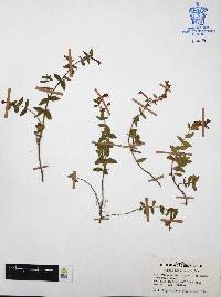 Cuphea aequipetala image