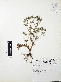 Eryngium beecheyanum image