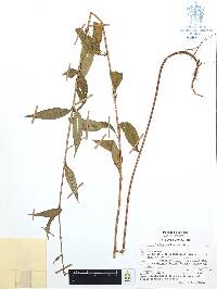 Cuphea hookeriana image