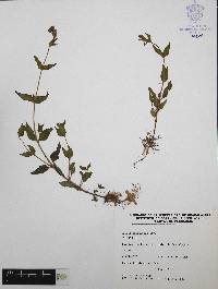 Cuphea procumbens image