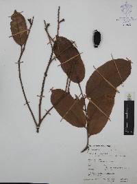 Couepia polyandra image