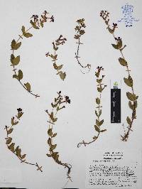 Cuphea aequipetala image