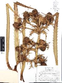 Eryngium alternatum image