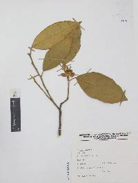 Citrus aurantium image