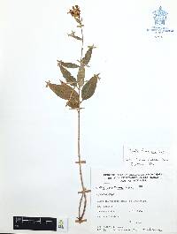 Cuphea hookeriana image