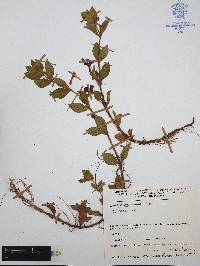 Cuphea procumbens image