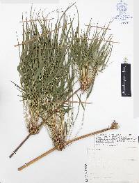 Chusquea circinata image