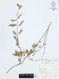 Cuphea hookeriana image