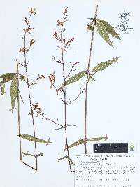 Cuphea hookeriana image