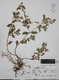 Cuphea humifusa image