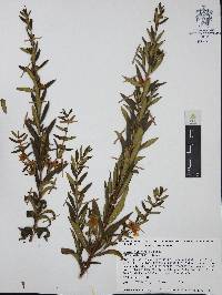 Heimia salicifolia image