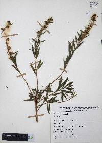 Heimia salicifolia image