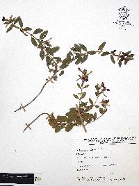 Cuphea procumbens image