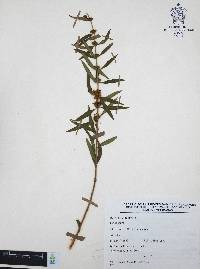 Heimia salicifolia image