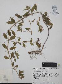 Cuphea humifusa image