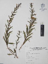 Heimia salicifolia image