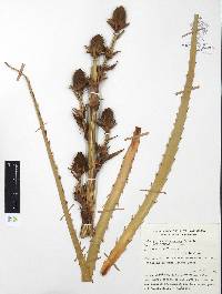 Eryngium alternatum image