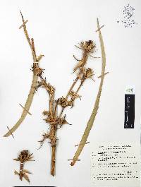 Eryngium alternatum image