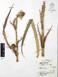 Eryngium alternatum image