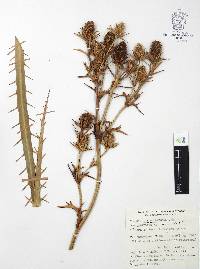 Eryngium alternatum image
