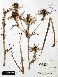 Eryngium alternatum image