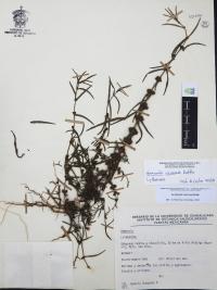 Ammannia coccinea image