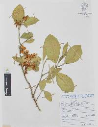 Citrus sinensis image