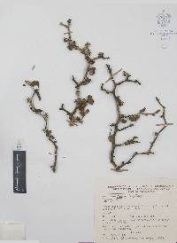 Zanthoxylum fagara image