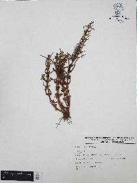 Heimia salicifolia image