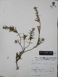 Heimia salicifolia image