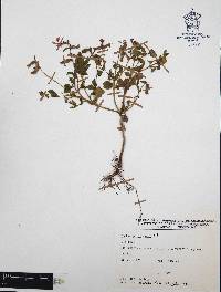 Cuphea procumbens image