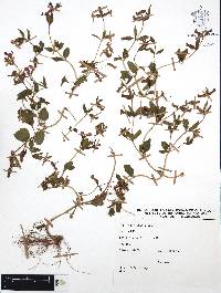 Cuphea procumbens image