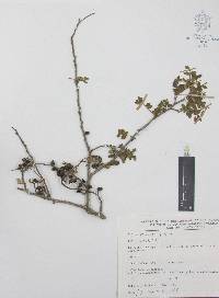 Zanthoxylum fagara image