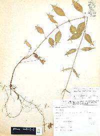 Cuphea hookeriana image