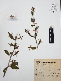 Cuphea procumbens image