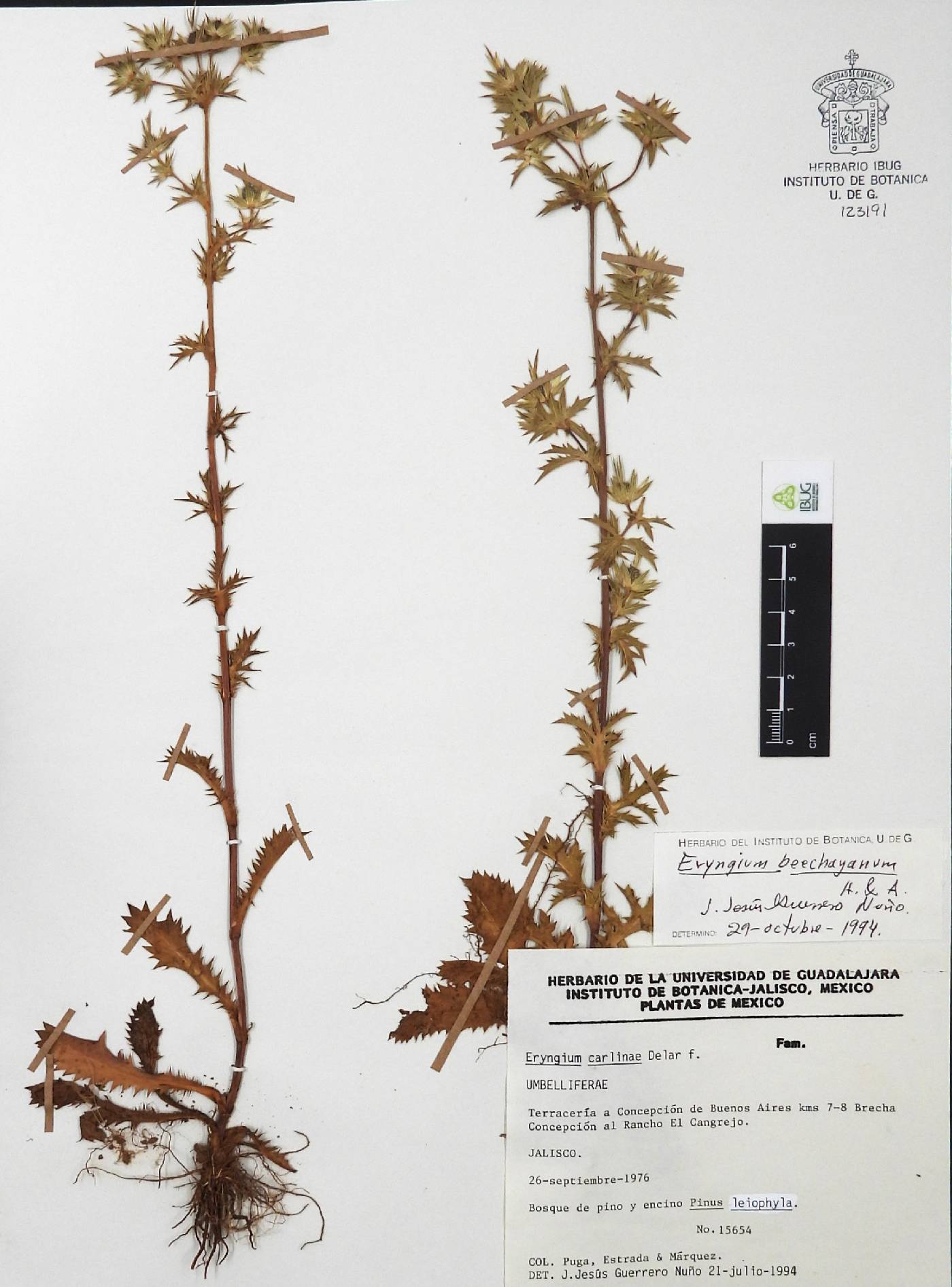Eryngium beecheyanum image